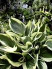 Patriot Hosta